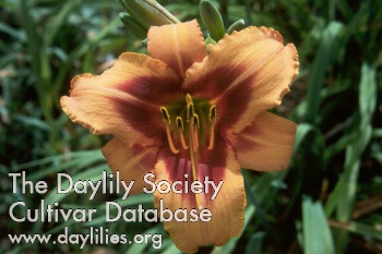 Daylily Decatur Bullseye